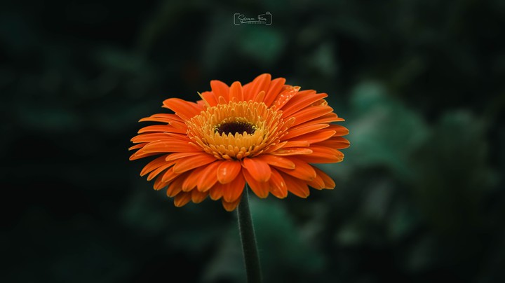 Chocolate Daisy
