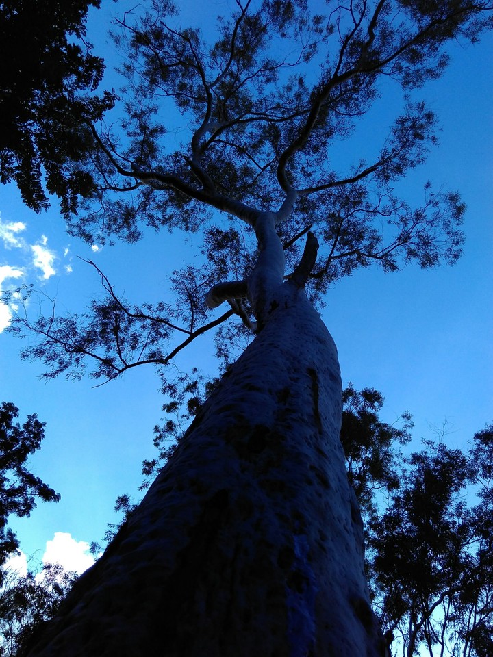 Eucalyptus tree