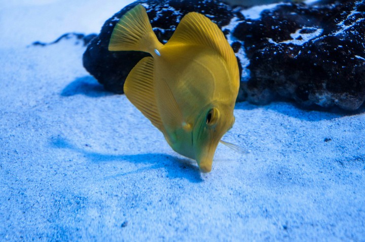 黄色い魚