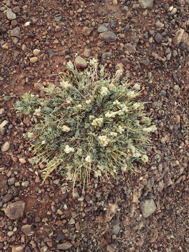 Stoneflower