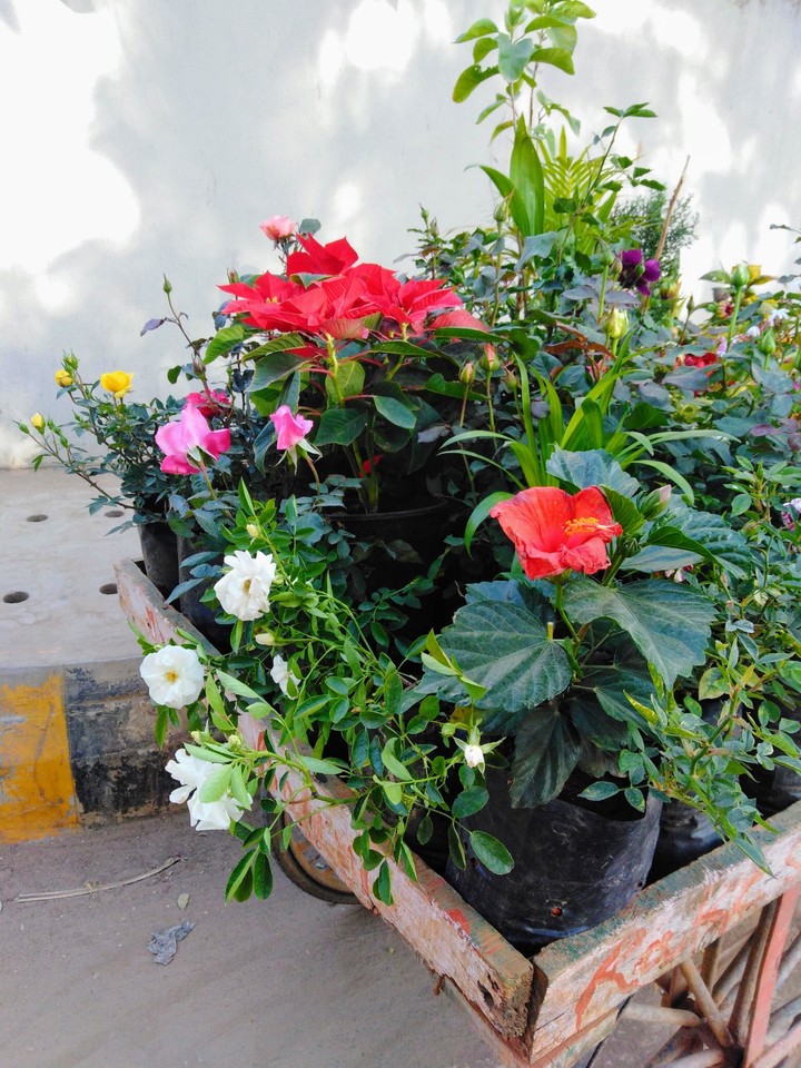 flowers