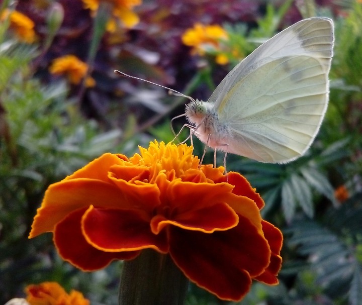 butterfly