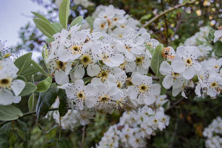 fiori