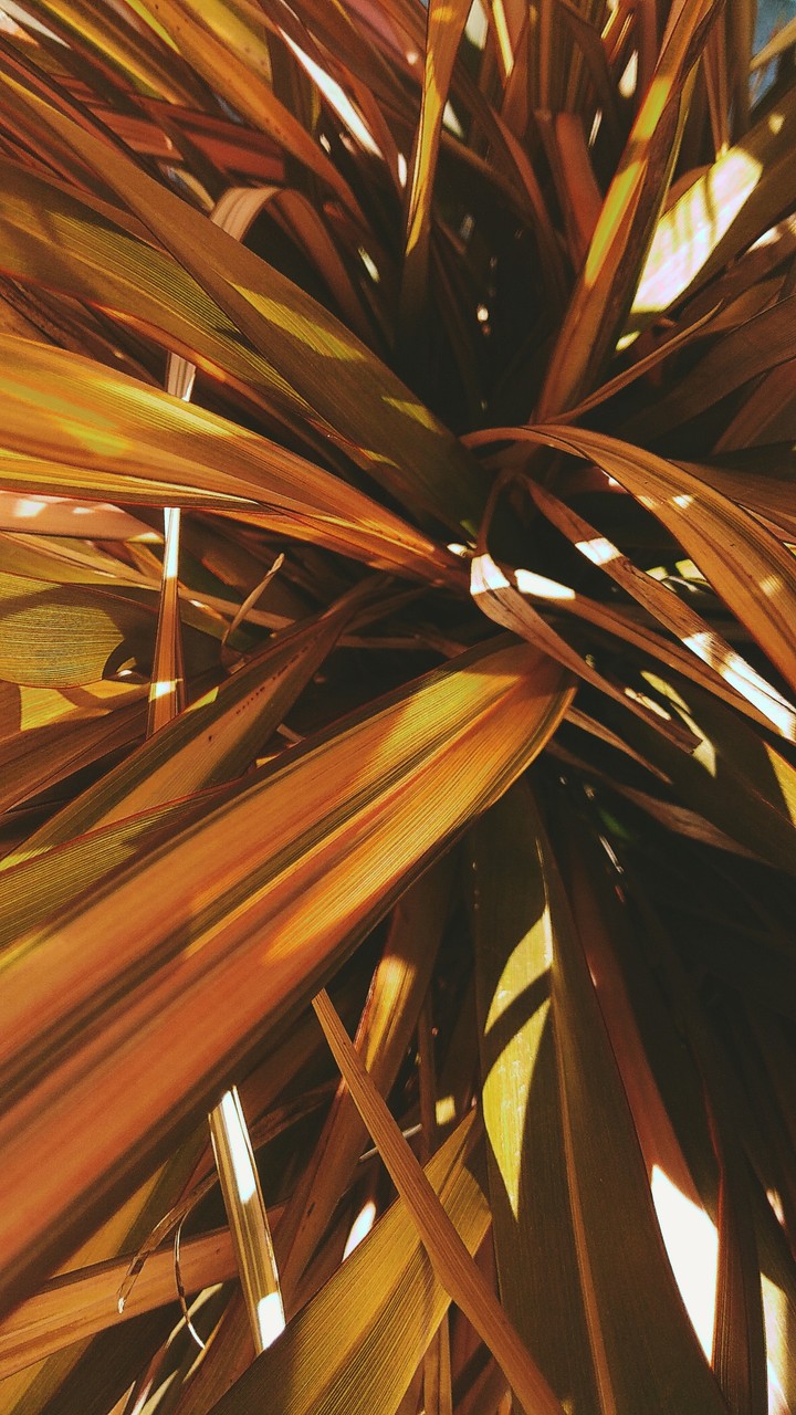 Plante