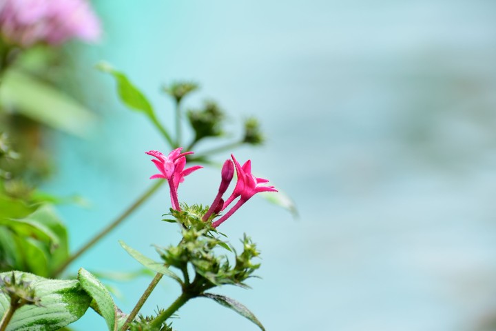 Flower.