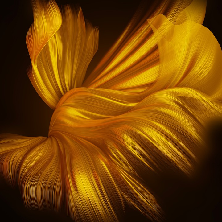 dorado