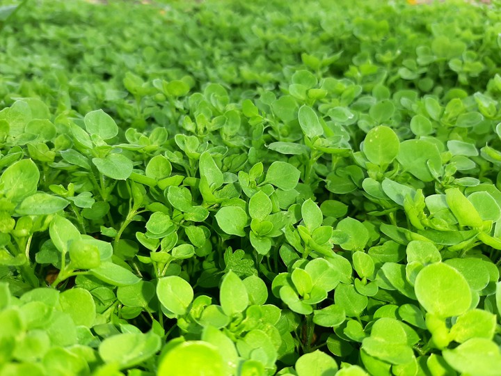 Grass