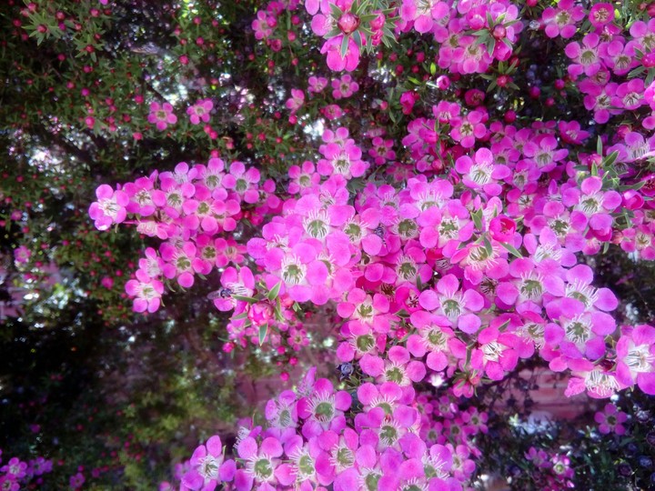 Magenta Pink Petals