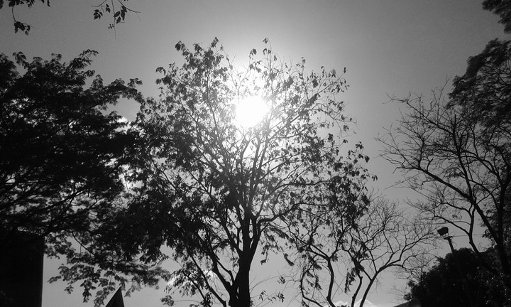 monochrome beauty