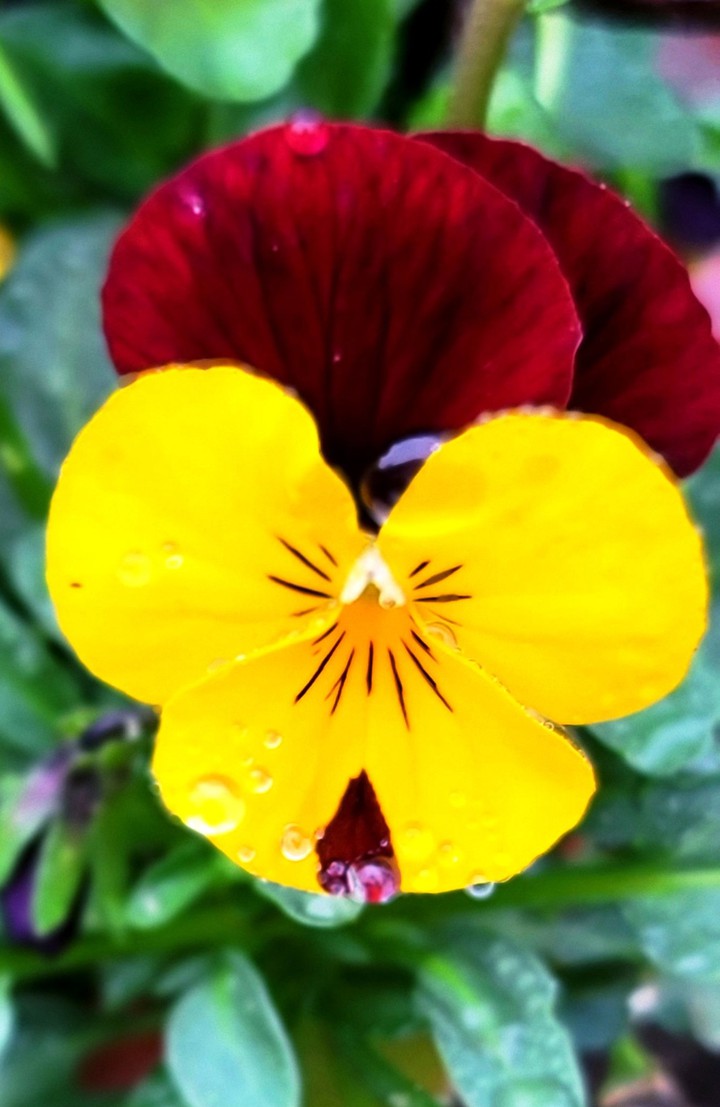 Yellow Red Pansy