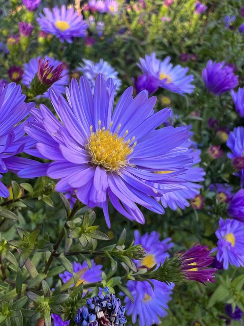 רקעים groundcover, plant