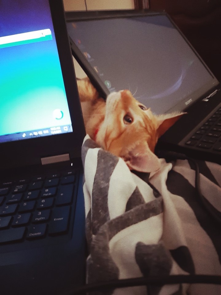 Cat love