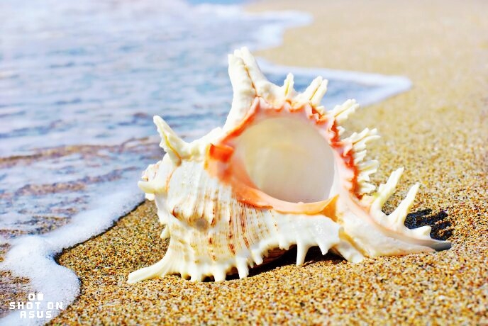 Shell on Sea Shore, Tamilnadu