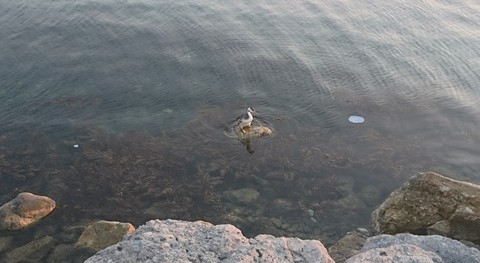 Little cormorant