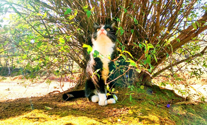 my cat Lola