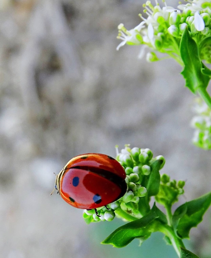 ladybird