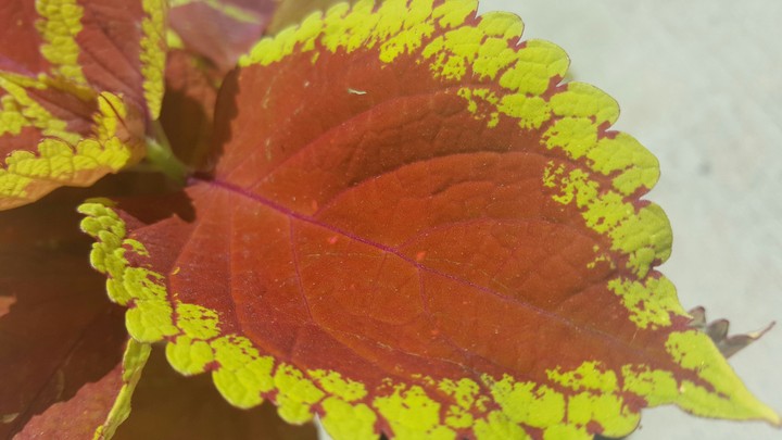 Red and Green Leaf