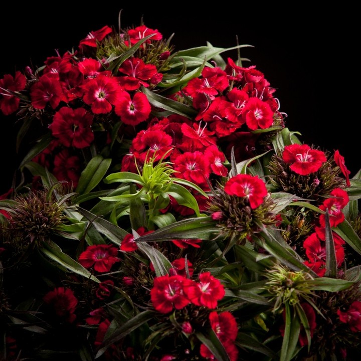 Carnation cloves