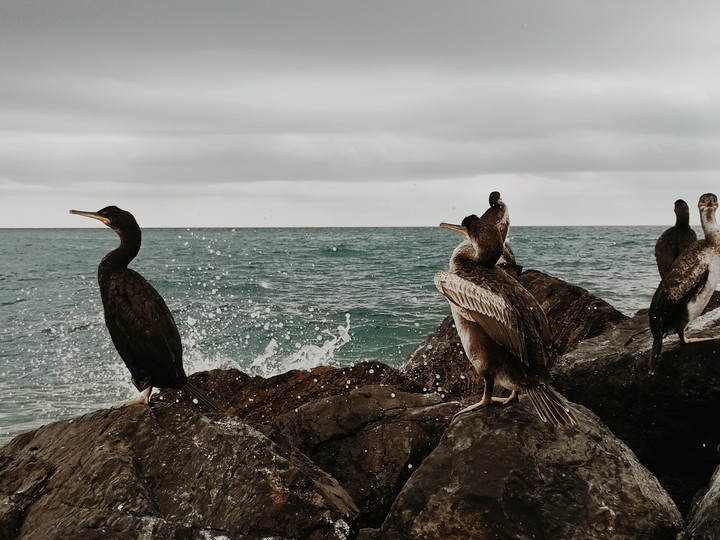 Vögel