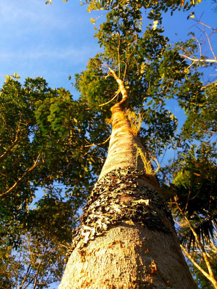 tree