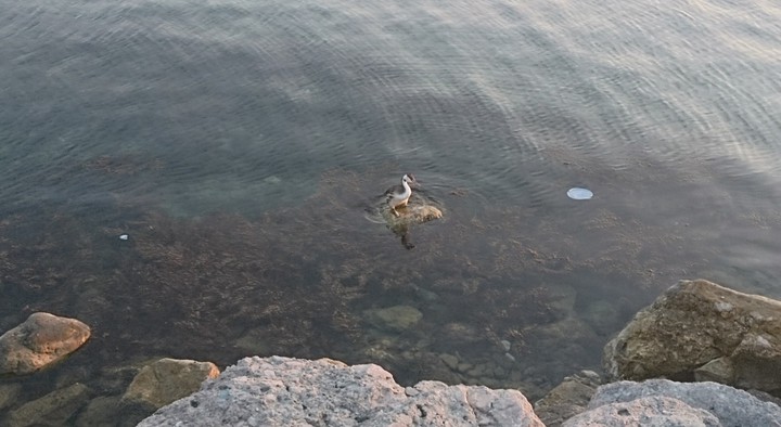 Little cormorant