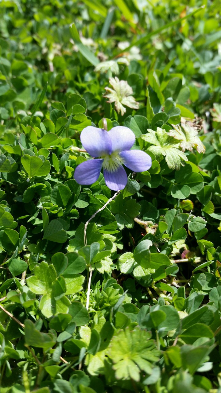 nature - (Standing Alone )