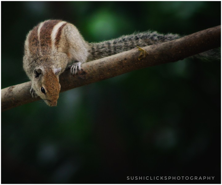 curiosity