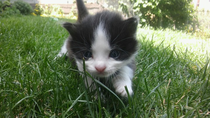 Kitten