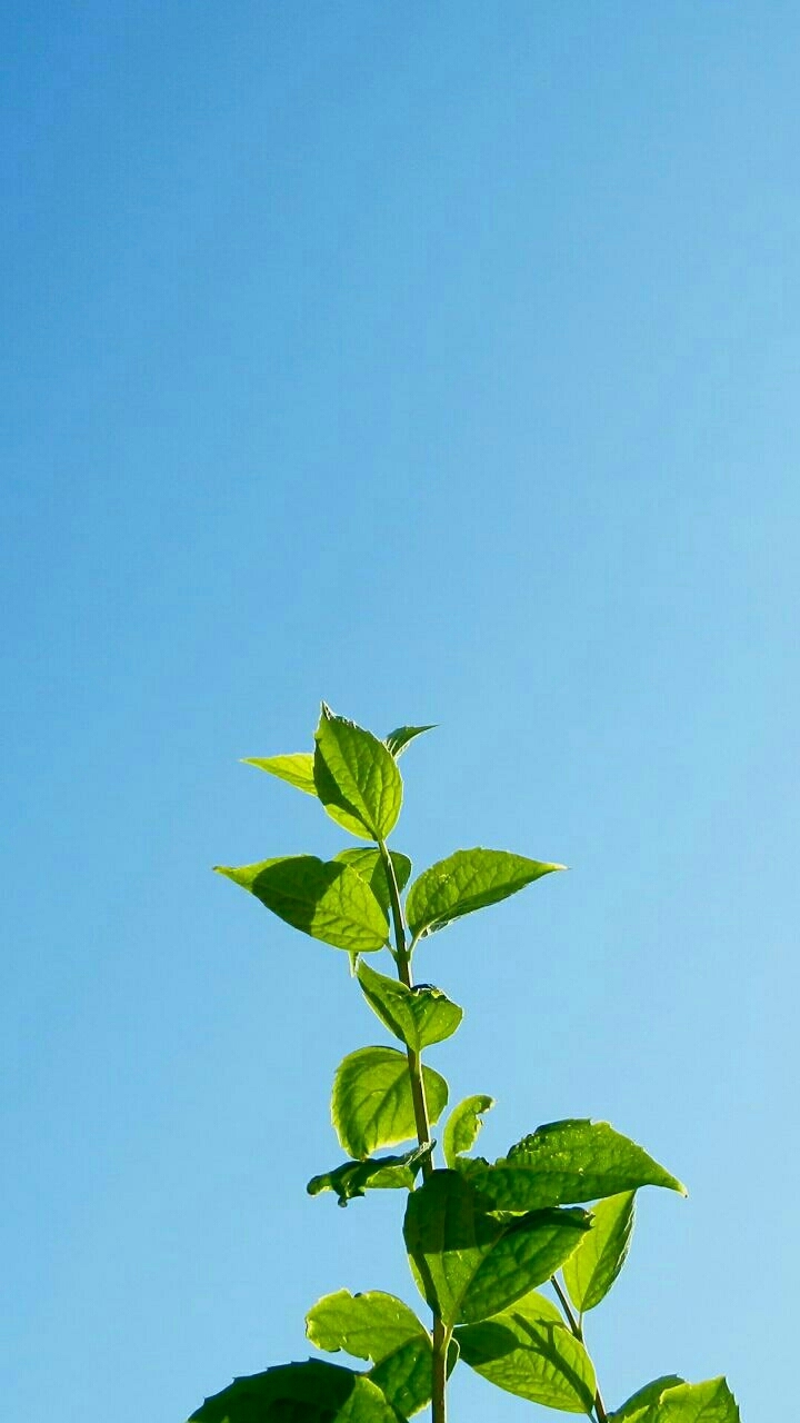 plant