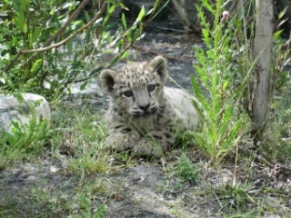 Beautiful cub