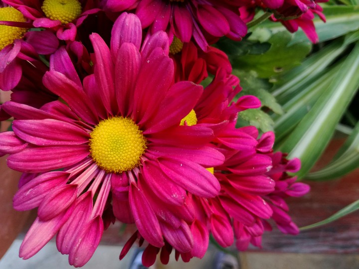 flower