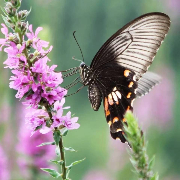 butterfly