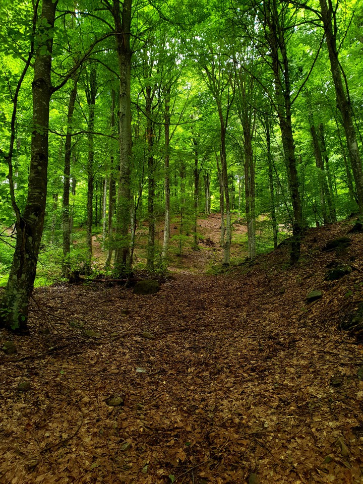 forest