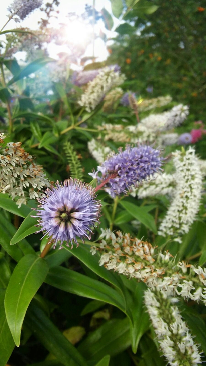 flowers