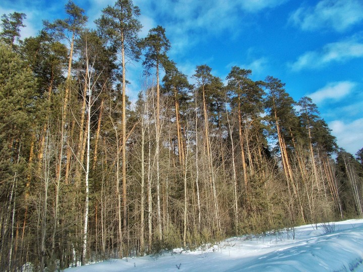 Winter beautiful forest