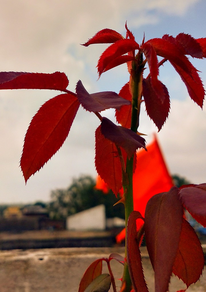 lovely Red