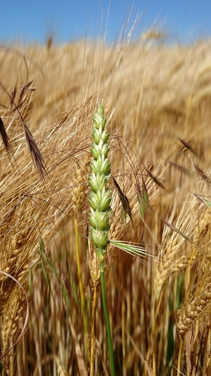 Weizenähre im Gerstenfeld
