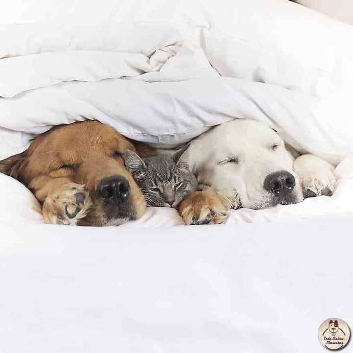 Two dogs & one cat.