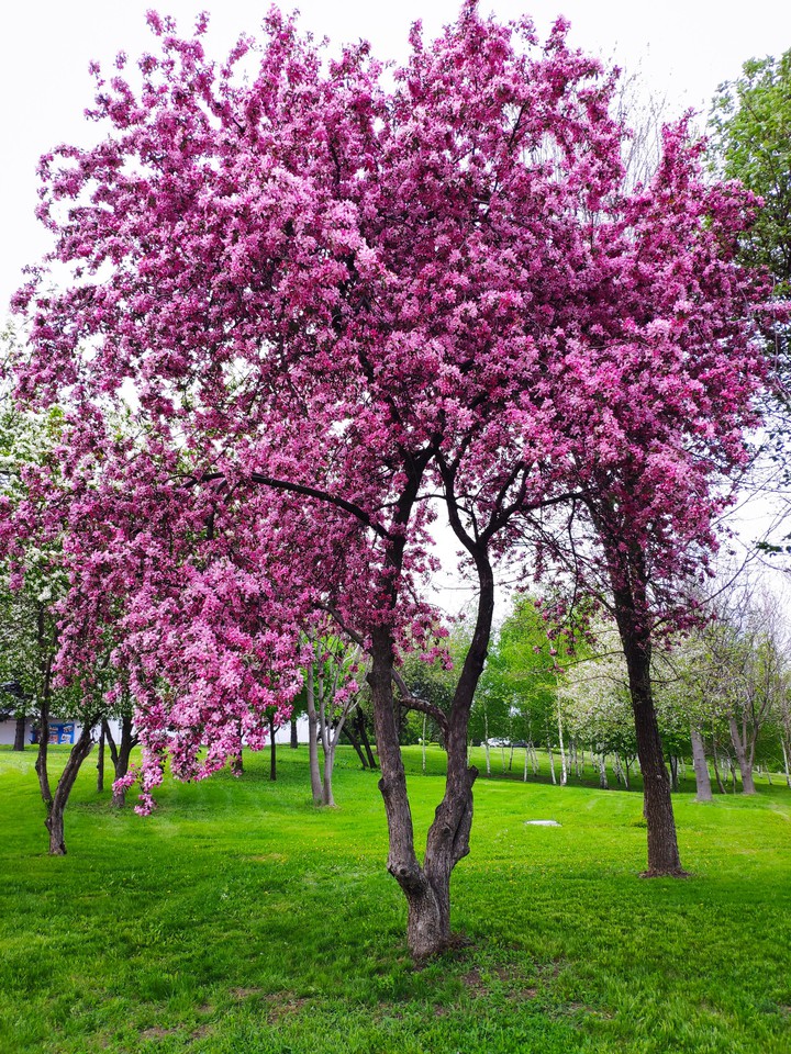 Beautiful tree