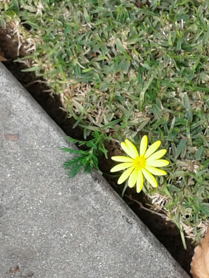 flower on ground