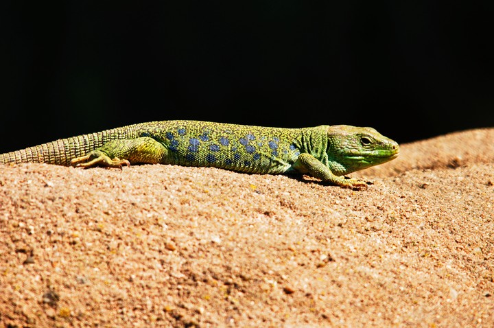 OGQ-FREE-#069196