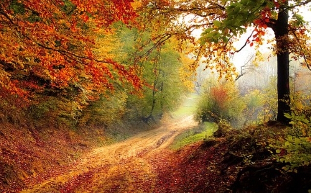 Herbst Wald