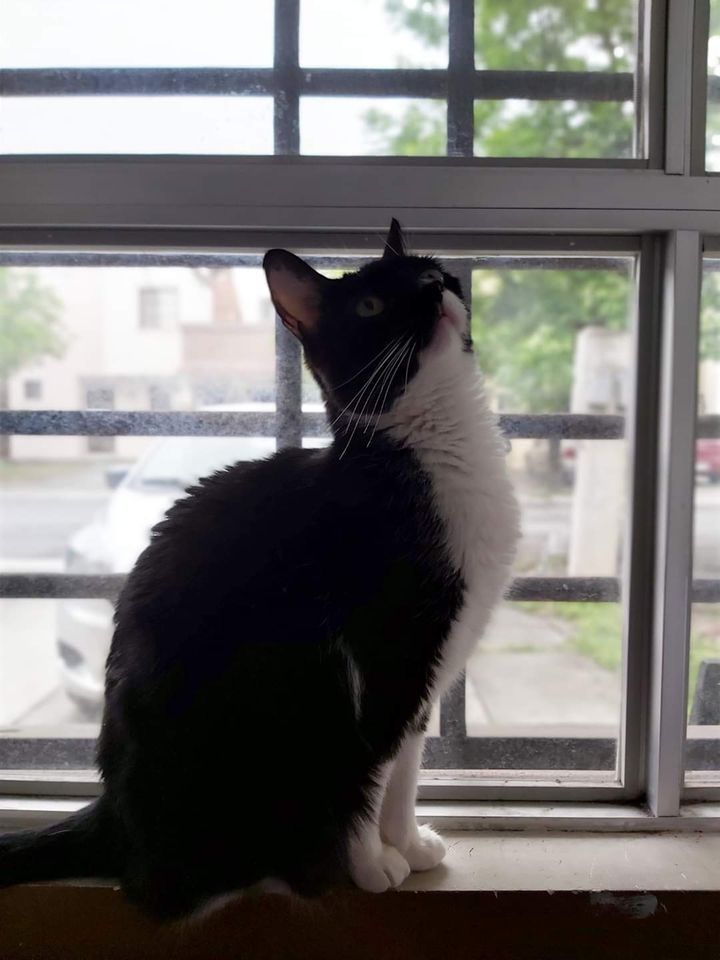 mi gatita Harumi! mi compañera