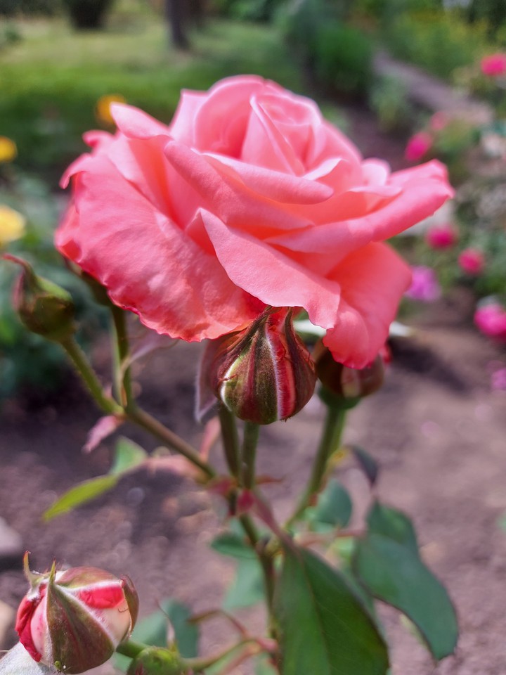 rosе