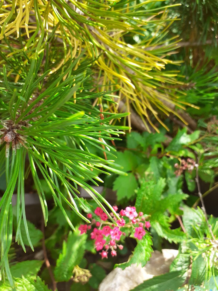 Nature