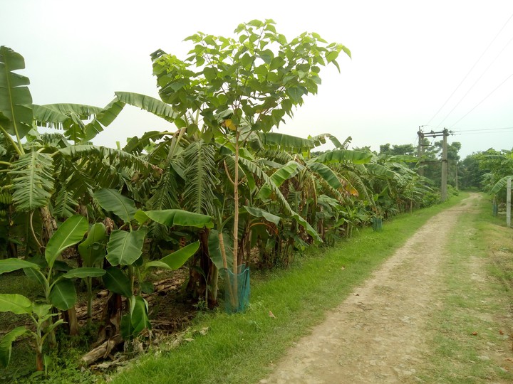 Click in Village