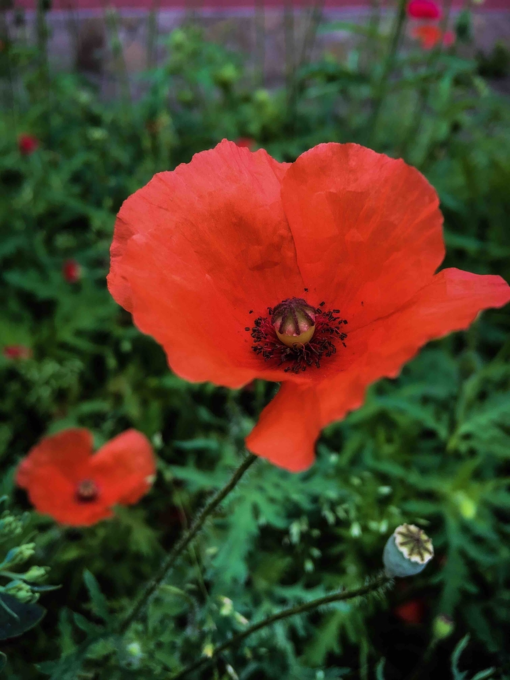 flowers