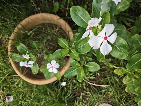 papéis de parede geraniums, periwinkle