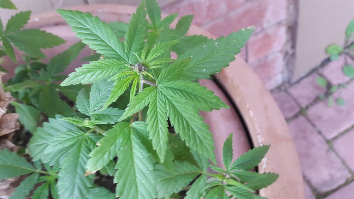 Kush