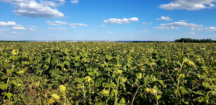 sunny day in Russia